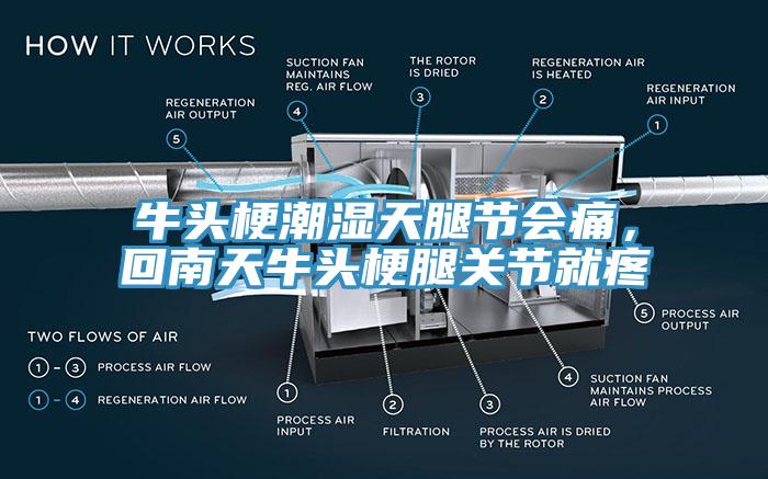 牛頭梗潮濕天腿節(jié)會痛，回南天牛頭梗腿關(guān)節(jié)就疼